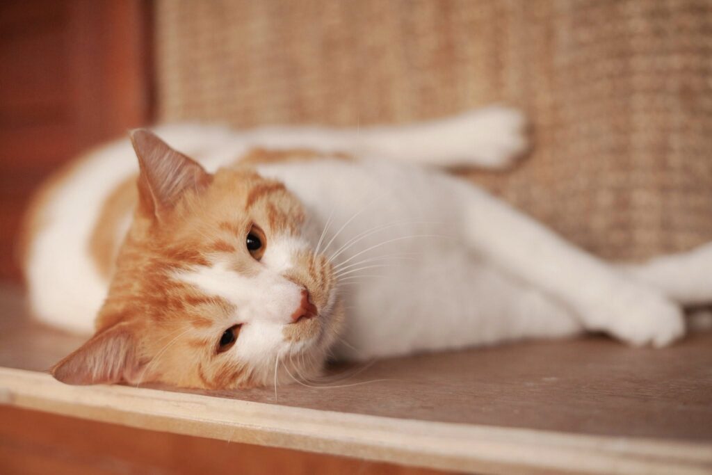 ROMEO