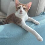 SID