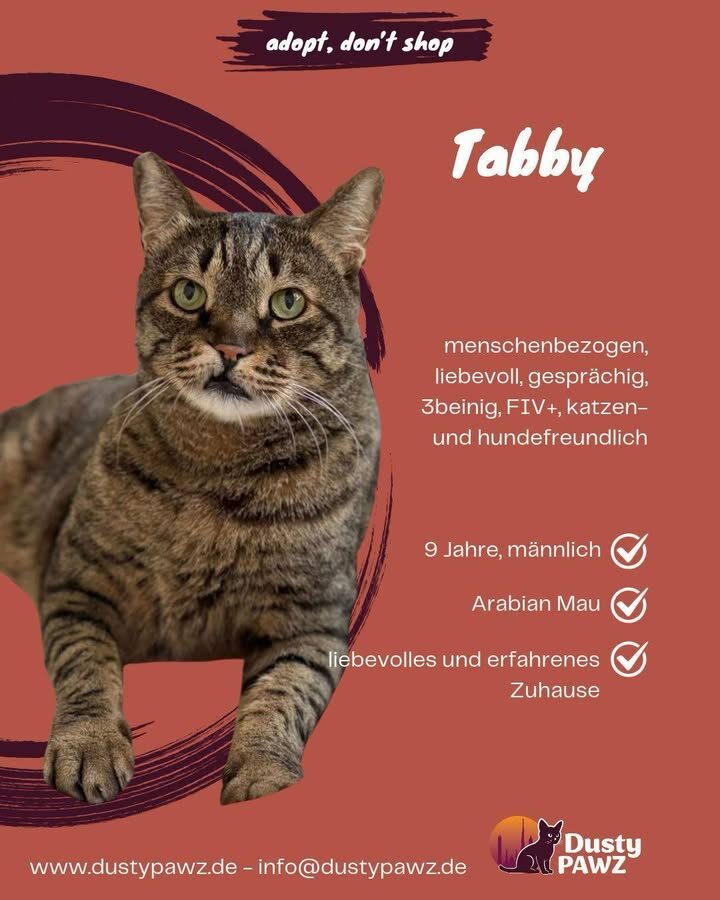 Lernt Tabby kennen – einen mit drei Beinen und einem riesigen Herzen❤️