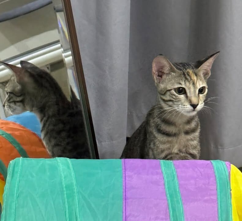 🐾 Kleine Pfoten, großes Herz: Atiyah sucht ihr Zuhause! 🐾