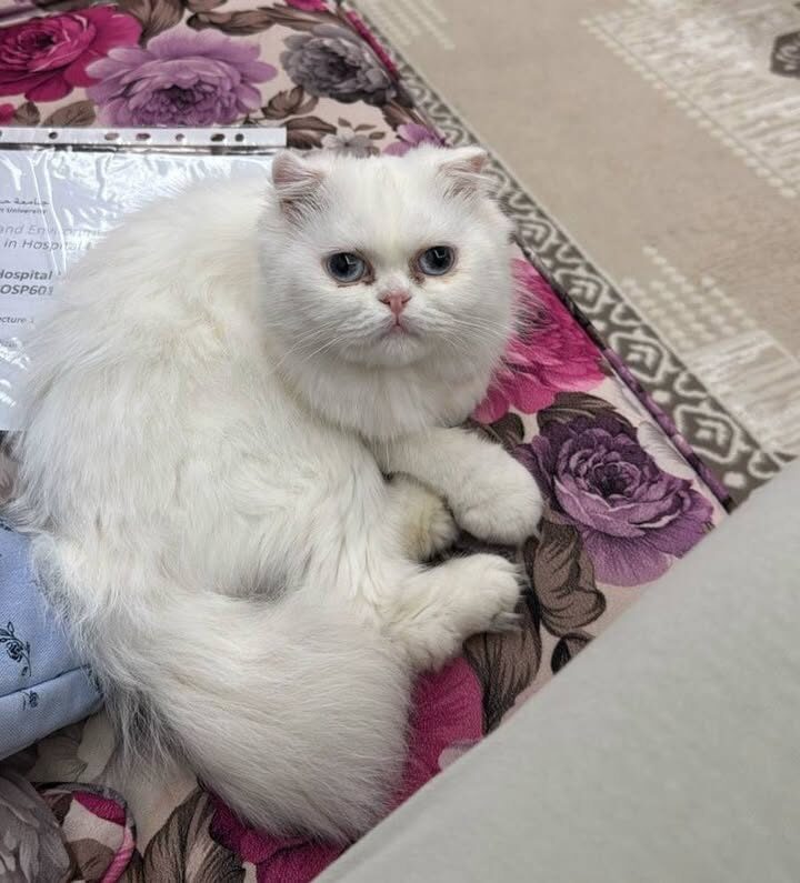 Hallo, ich bin Lucy 🐾🔵