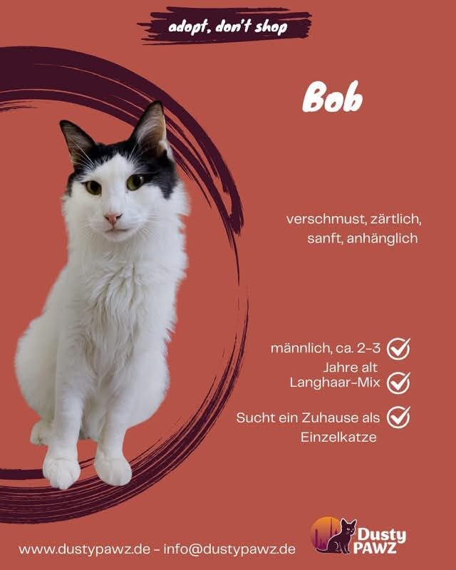 Kater Bob sucht endlich sein Für-immer-Zuhause – diesmal wirklich für immer!